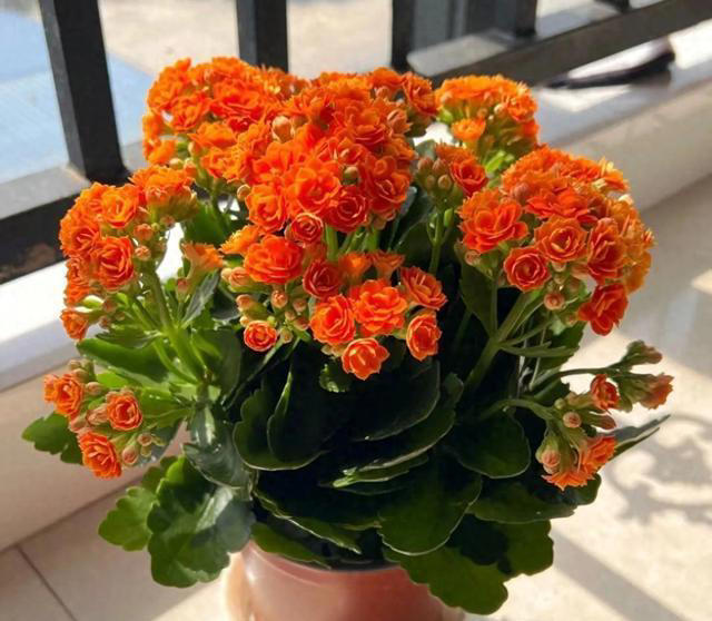 养花10年，终于发现“命硬花”，简单好养根本不需要操心