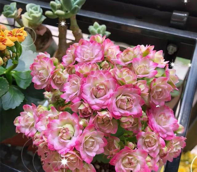 养花10年，终于发现“命硬花”，简单好养根本不需要操心