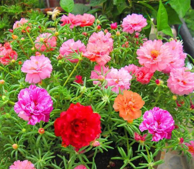 养花10年，终于发现“命硬花”，简单好养根本不需要操心