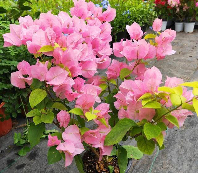 养花10年，终于发现“命硬花”，简单好养根本不需要操心