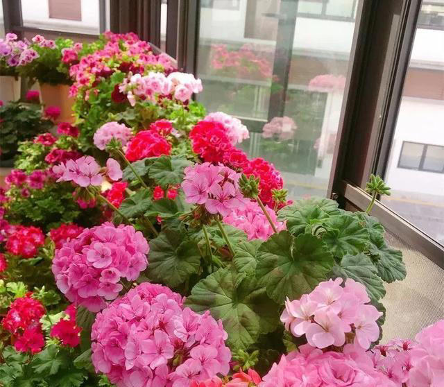 养花10年，终于发现“命硬花”，简单好养根本不需要操心