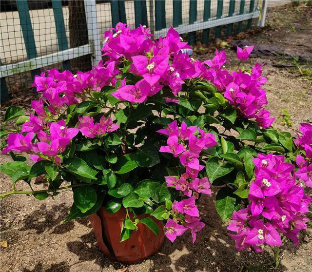 养花10年，终于发现“命硬花”，简单好养根本不需要操心