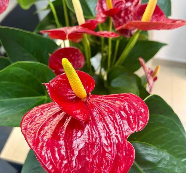 窗台1㎡也能四季开花！7种“懒人花”，不用管也能开爆盆