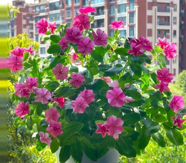 窗台1㎡也能四季开花！7种“懒人花”，不用管也能开爆盆