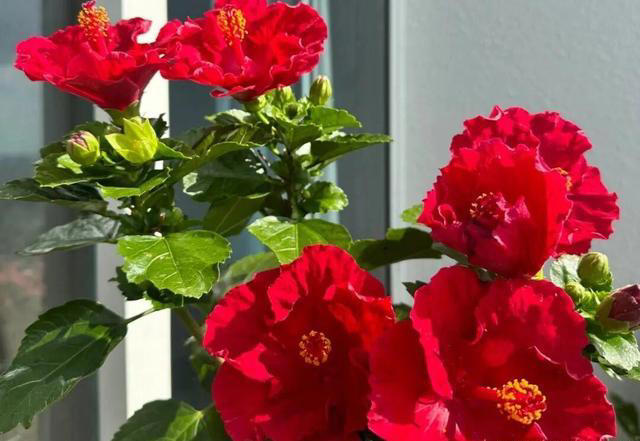 窗台1㎡也能四季开花！7种“懒人花”，不用管也能开爆盆