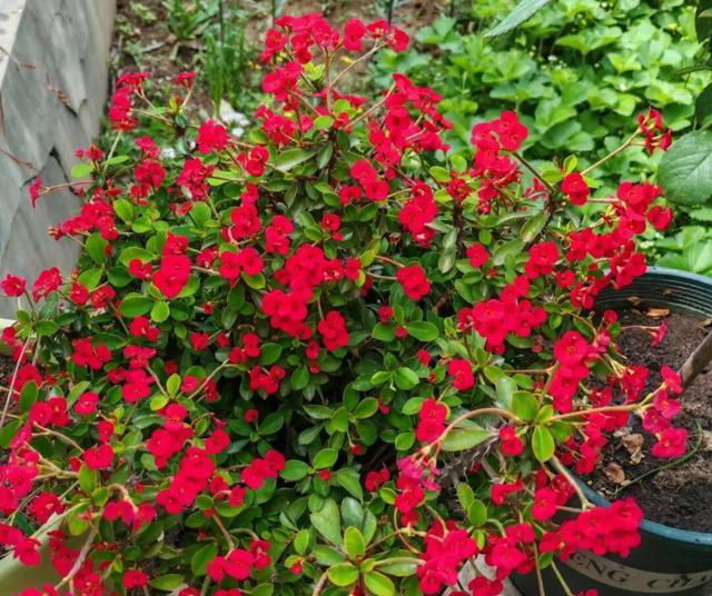 窗台1㎡也能四季开花！7种“懒人花”，不用管也能开爆盆