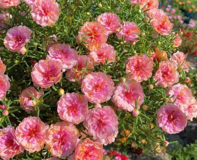 窗台1㎡也能四季开花！7种“懒人花”，不用管也能开爆盆