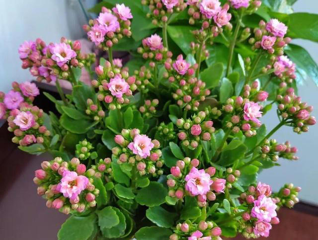 窗台1㎡也能四季开花！7种“懒人花”，不用管也能开爆盆