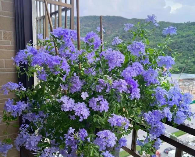 窗台1㎡也能四季开花！7种“懒人花”，不用管也能开爆盆