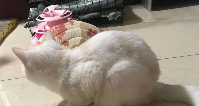 养猫久了才明白，猫咪经常“母鸡蹲”，原来是表达这些意思