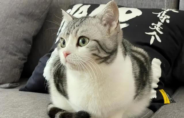 养猫久了才明白，猫咪经常“母鸡蹲”，原来是表达这些意思