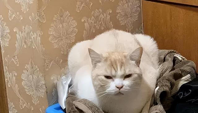 养猫久了才明白，猫咪经常“母鸡蹲”，原来是表达这些意思