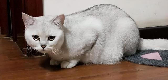 养猫久了才明白，猫咪经常“母鸡蹲”，原来是表达这些意思