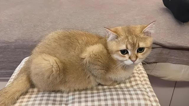 养猫久了才明白，猫咪经常“母鸡蹲”，原来是表达这些意思