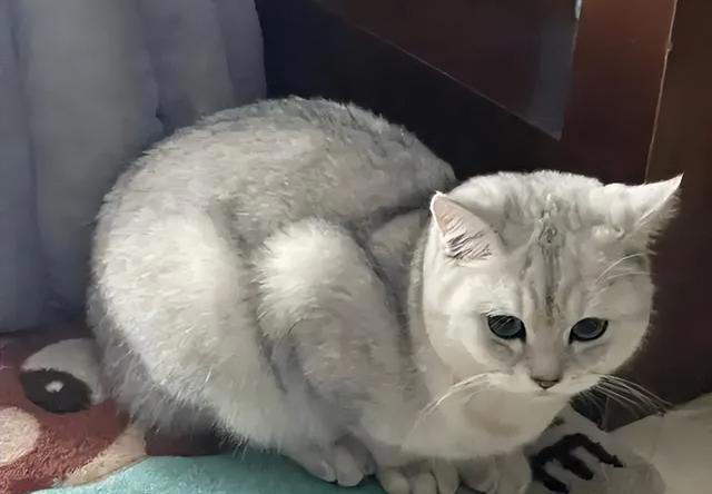 养猫久了才明白，猫咪经常“母鸡蹲”，原来是表达这些意思