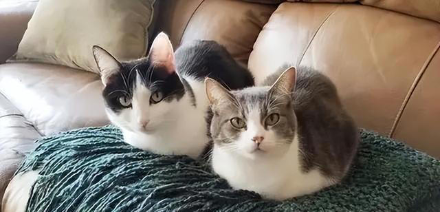 养猫久了才明白，猫咪经常“母鸡蹲”，原来是表达这些意思