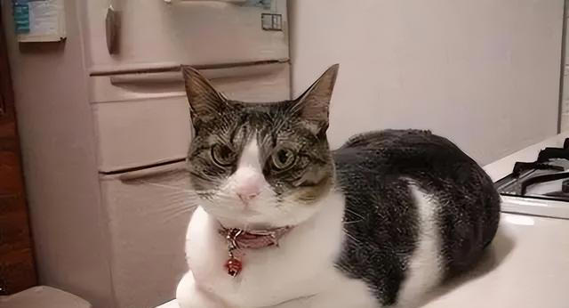 养猫久了才明白，猫咪经常“母鸡蹲”，原来是表达这些意思