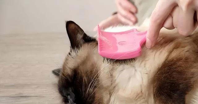 养猫久了才明白，猫咪经常“母鸡蹲”，原来是表达这些意思