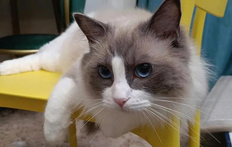 养猫多年才发现，绝育和不绝育的猫区别真的很大！