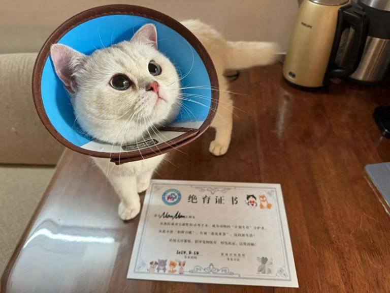 养猫多年才发现，绝育和不绝育的猫区别真的很大！