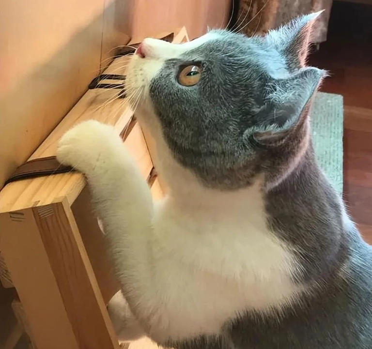 养猫多年才发现，绝育和不绝育的猫区别真的很大！