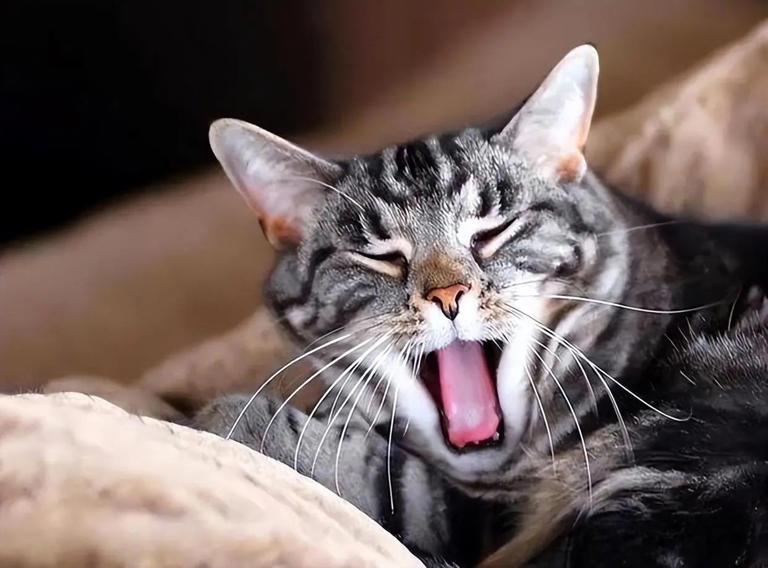 养猫多年才发现，绝育和不绝育的猫区别真的很大！