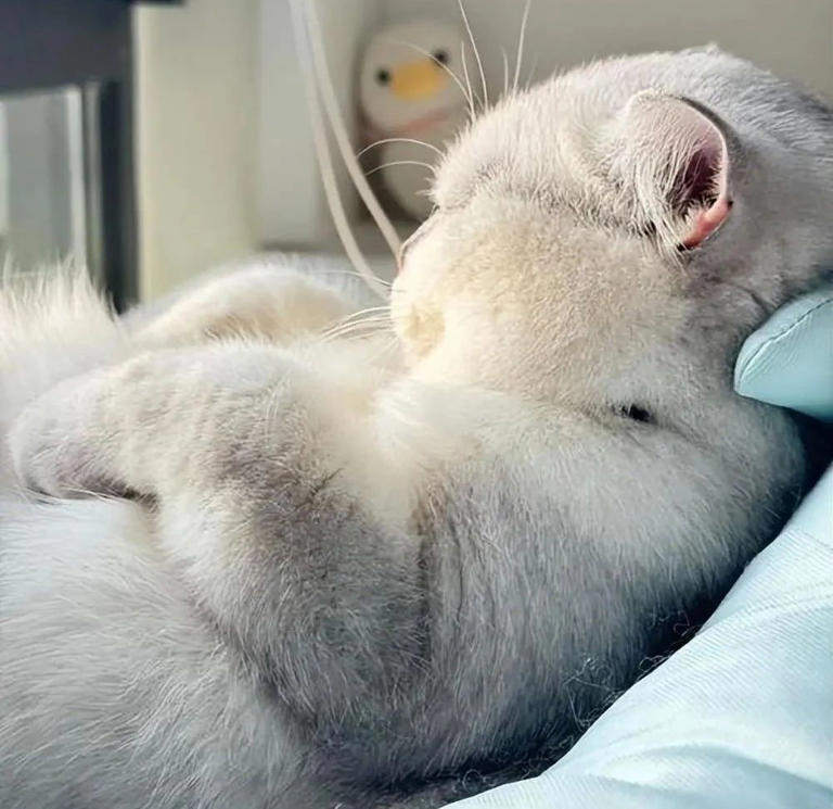 养猫多年才发现，绝育和不绝育的猫区别真的很大！