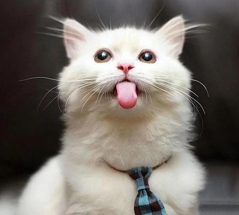 养猫多年才发现，绝育和不绝育的猫区别真的很大！