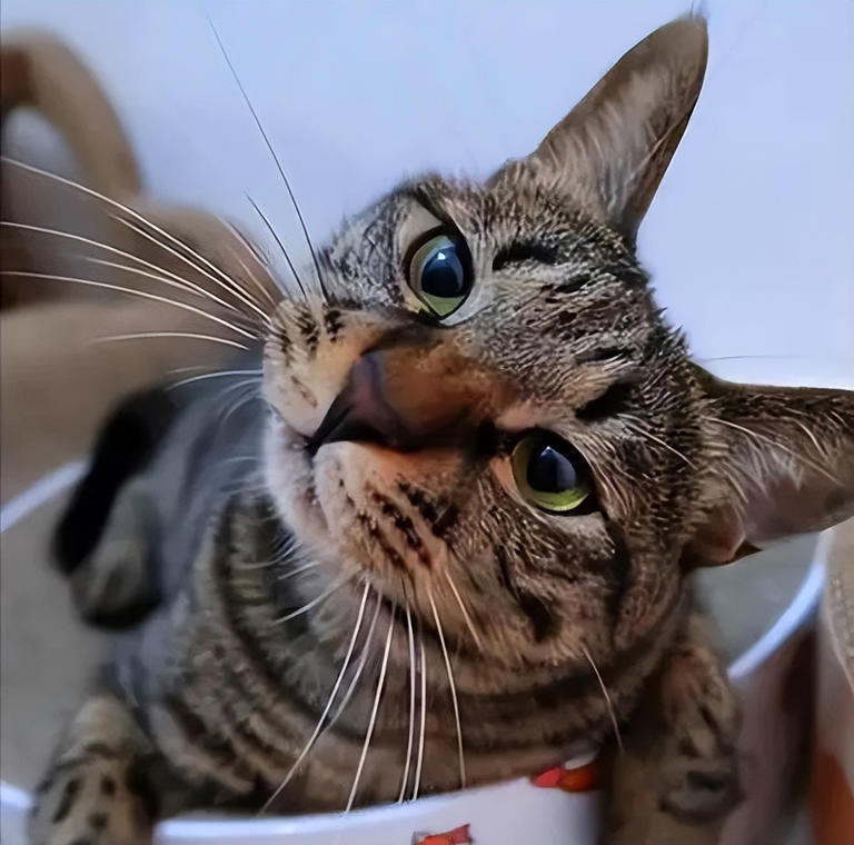 养猫多年才发现，绝育和不绝育的猫区别真的很大！