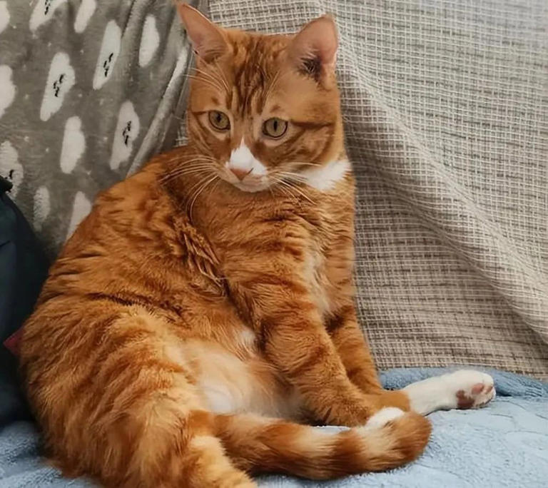 养猫多年才发现，绝育和不绝育的猫区别真的很大！