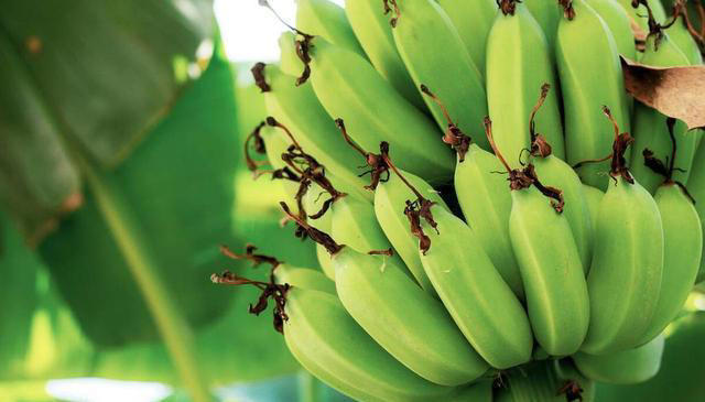 不能和香蕉一起吃的食物，建议早了解，可别吃错了伤身体
