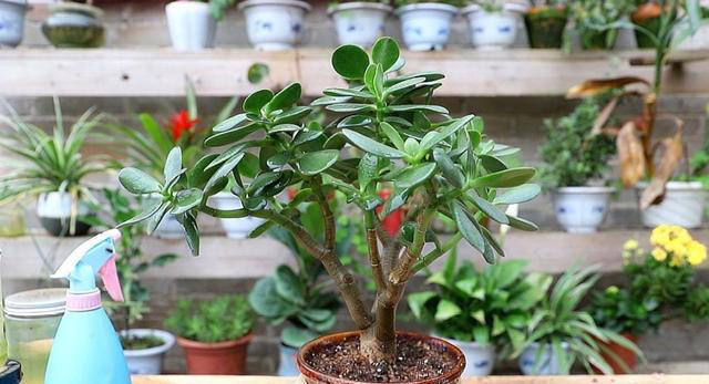 5种花要“干养”，浇水太勤长不旺，还容易烂根