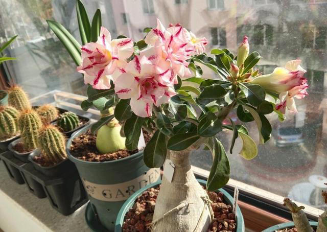 5种花要“干养”，浇水太勤长不旺，还容易烂根