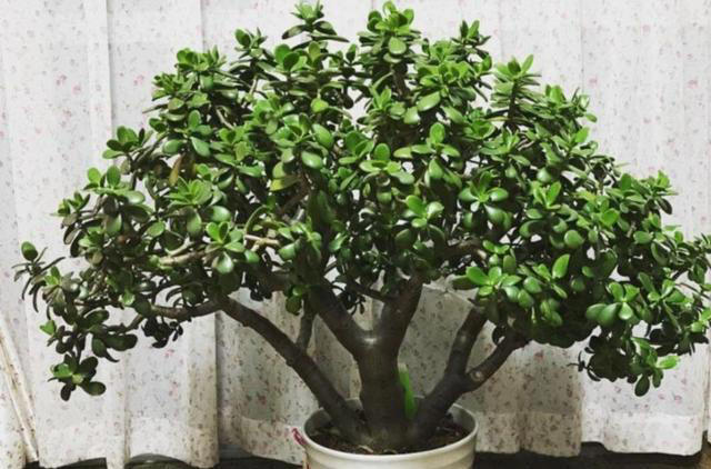 5种花要“干养”，浇水太勤长不旺，还容易烂根