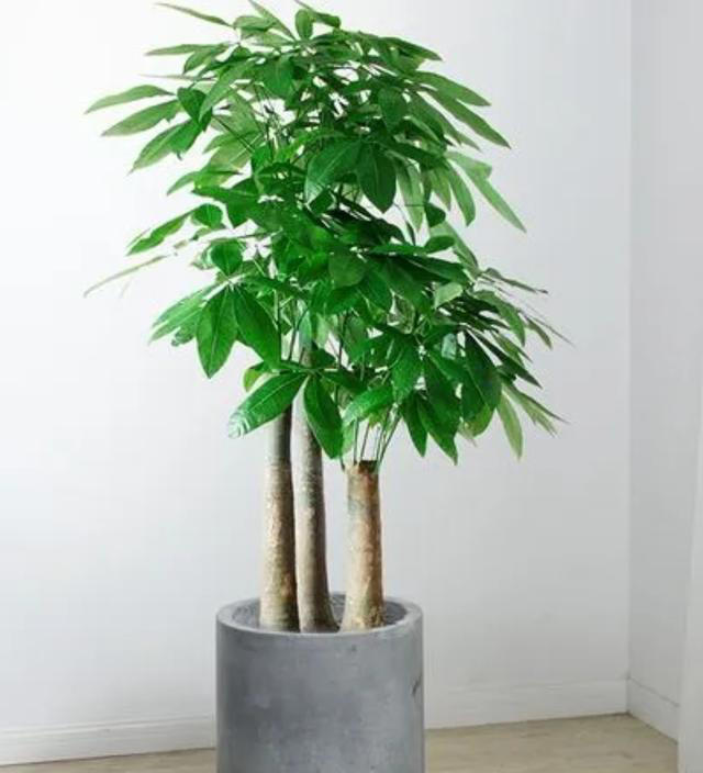 5种花要“干养”，浇水太勤长不旺，还容易烂根