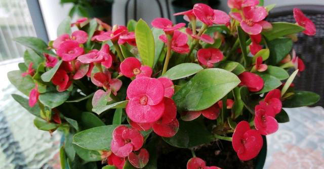 5种花要“干养”，浇水太勤长不旺，还容易烂根