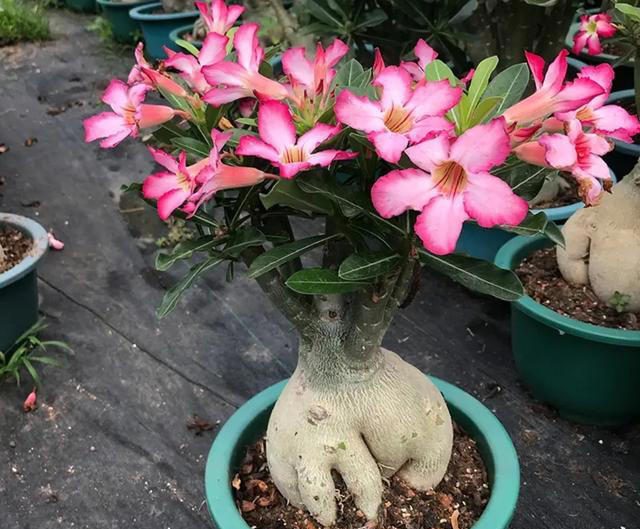 5种花要“干养”，浇水太勤长不旺，还容易烂根