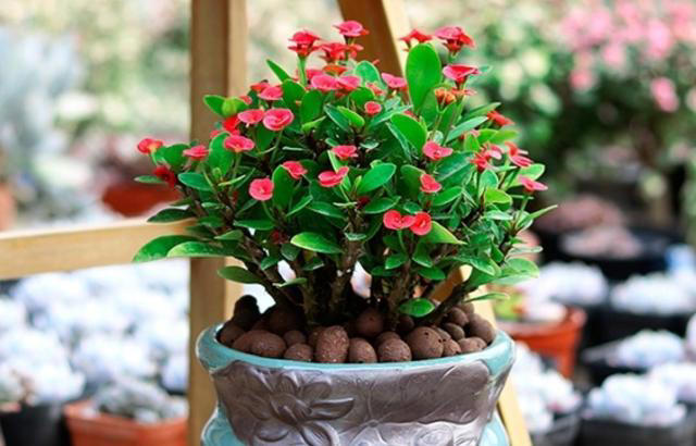 5种花要“干养”，浇水太勤长不旺，还容易烂根