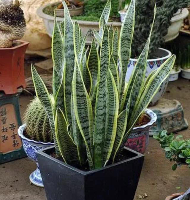 5种花要“干养”，浇水太勤长不旺，还容易烂根