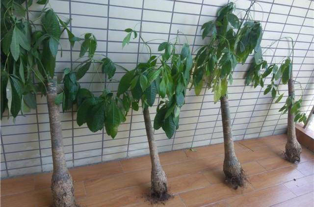 5种花要“干养”，浇水太勤长不旺，还容易烂根