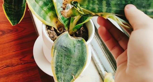 5种花要“干养”，浇水太勤长不旺，还容易烂根