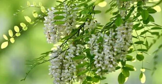 6种“养生花”，漂亮又好养，家中养一盆，食用价值高