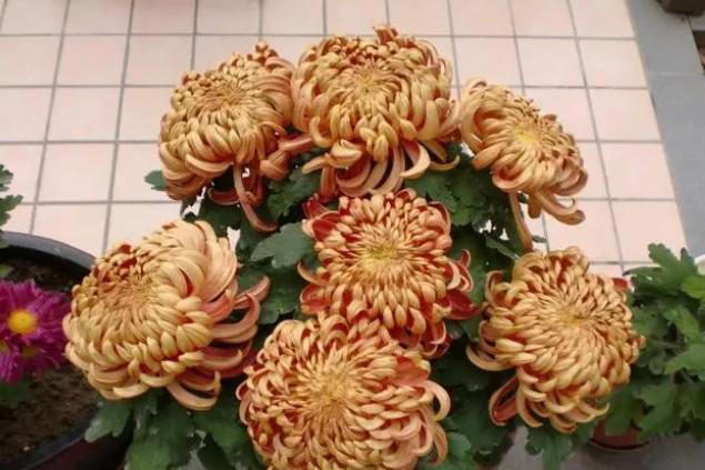 6种“养生花”，漂亮又好养，家中养一盆，食用价值高