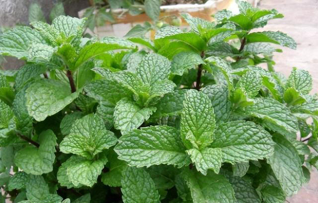 6种“养生花”，漂亮又好养，家中养一盆，食用价值高