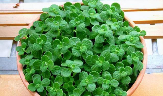 6种“养生花”，漂亮又好养，家中养一盆，食用价值高