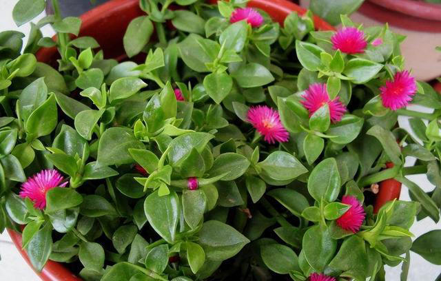 6种“养生花”，漂亮又好养，家中养一盆，食用价值高