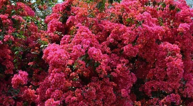 院子里养株三角梅，花开艳丽，打理简单，适合新手