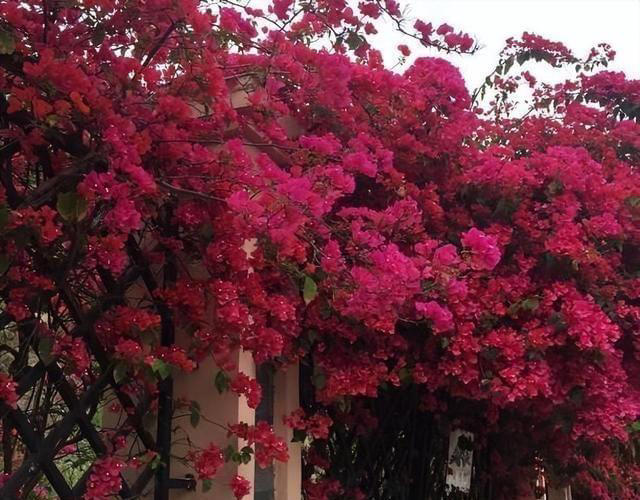 院子里养株三角梅，花开艳丽，打理简单，适合新手