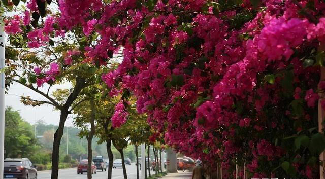 院子里养株三角梅，花开艳丽，打理简单，适合新手