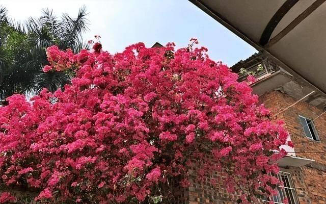 院子里养株三角梅，花开艳丽，打理简单，适合新手